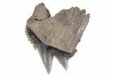 Fossil Cow Shark (Notorynchus) Tooth - Maryland #71091-1